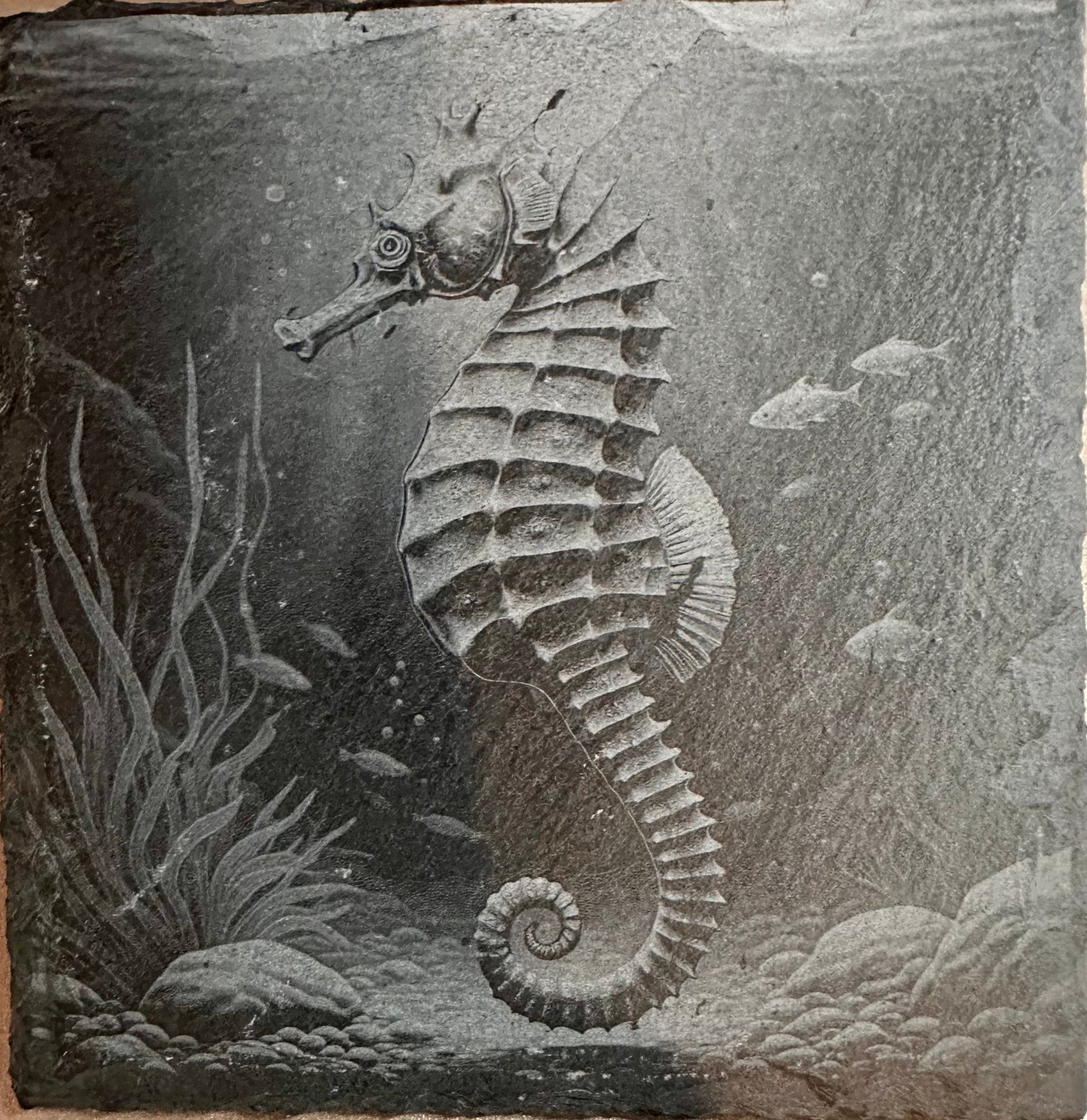 Laser engraved Slate Coaster with a detailed seahorse design